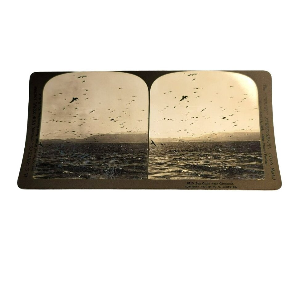 Vintage Stereoscope Photo Card Seagulls Near Gibraltar c. 1901 HC White LI18